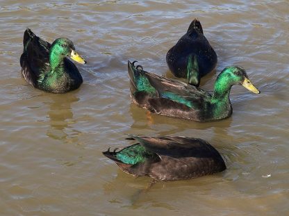 Cayuga Duck