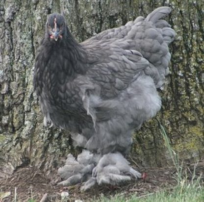 Blue Cochin Standard Chickens