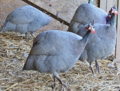 Lavender Guinea