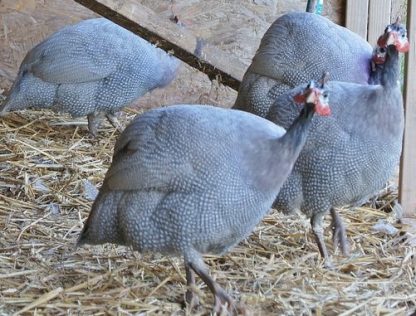 Lavender Guinea