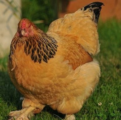 Buff Brahma Bantam Chicken