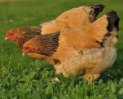 Buff Brahma Chickens