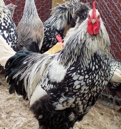 Silver Laced Cochin Standard Chickens