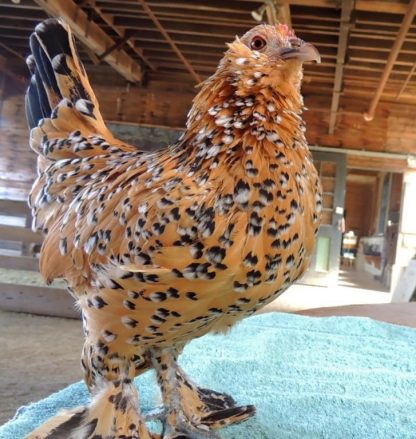 Mille Fleur D'uccle Bantam