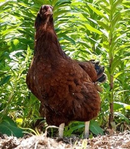 Buckeye Chicken