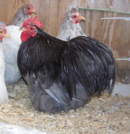 Blue Cochin Bantam Chicken