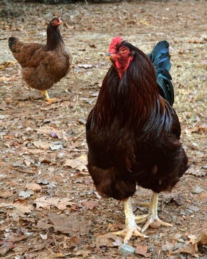 Buckeye Chickens