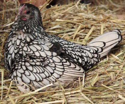 Silver Sebright Bantams