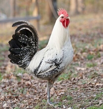 Egyptian Fayoumis Chicken