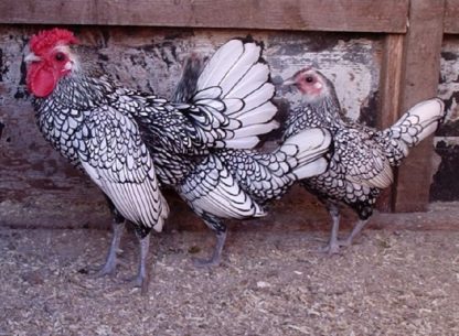 Silver Sebright Bantam