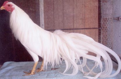 8 month old White Yokohama Chicken Rooster