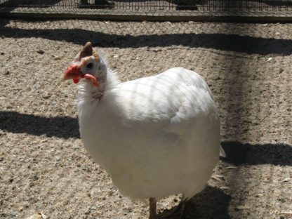 White Guinea