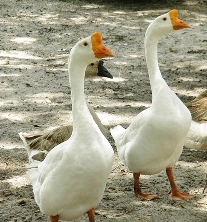 White Chinese Goose