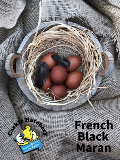 French Black Marans