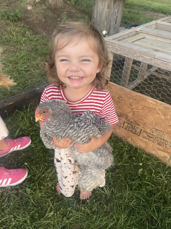 Barred Cochin Standard Chicken - Image 41