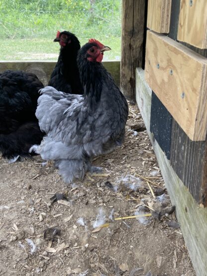 Blue Cochin Bantam