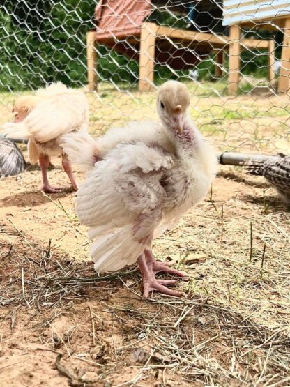 Broad Breasted White Turkey