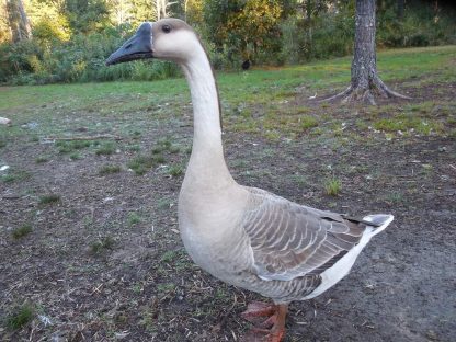 African Geese