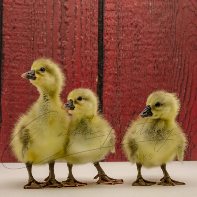 African Geese - Image 3