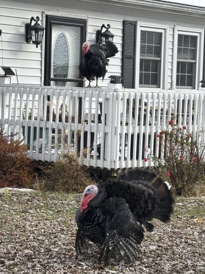 Black Spanish Turkey - Image 21