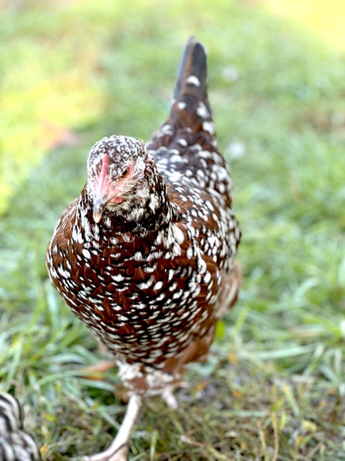 Speckled Sussex - Image 59