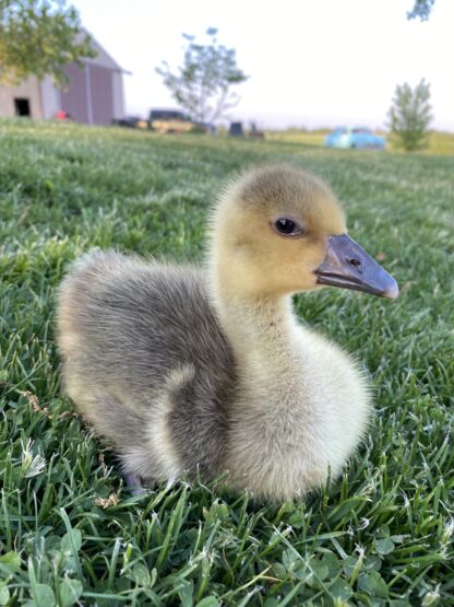 Toulouse Geese