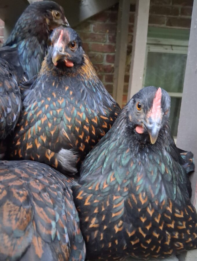 Barnevelder Chicken - Image 46