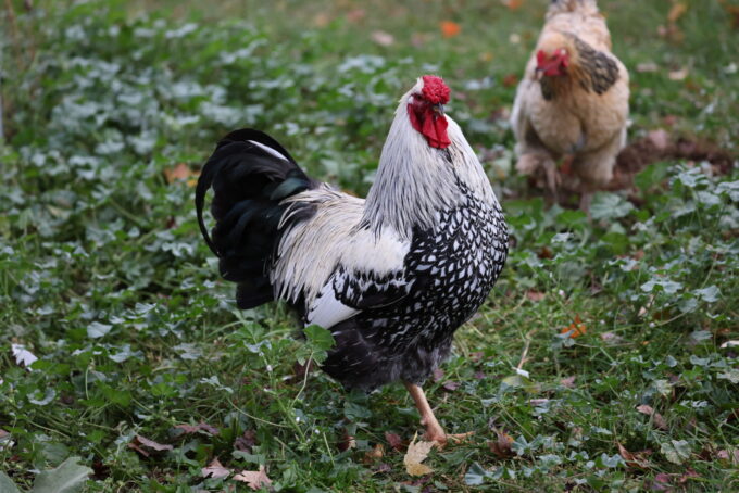 Black Laced Silver Wyandotte Chicken - Image 45