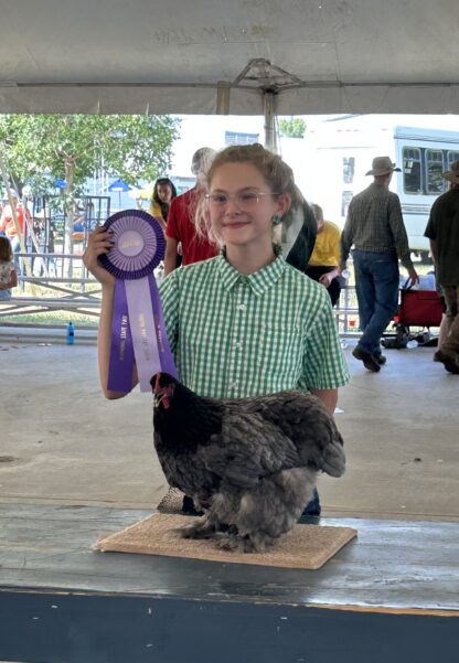 Blue Silkie Bantam