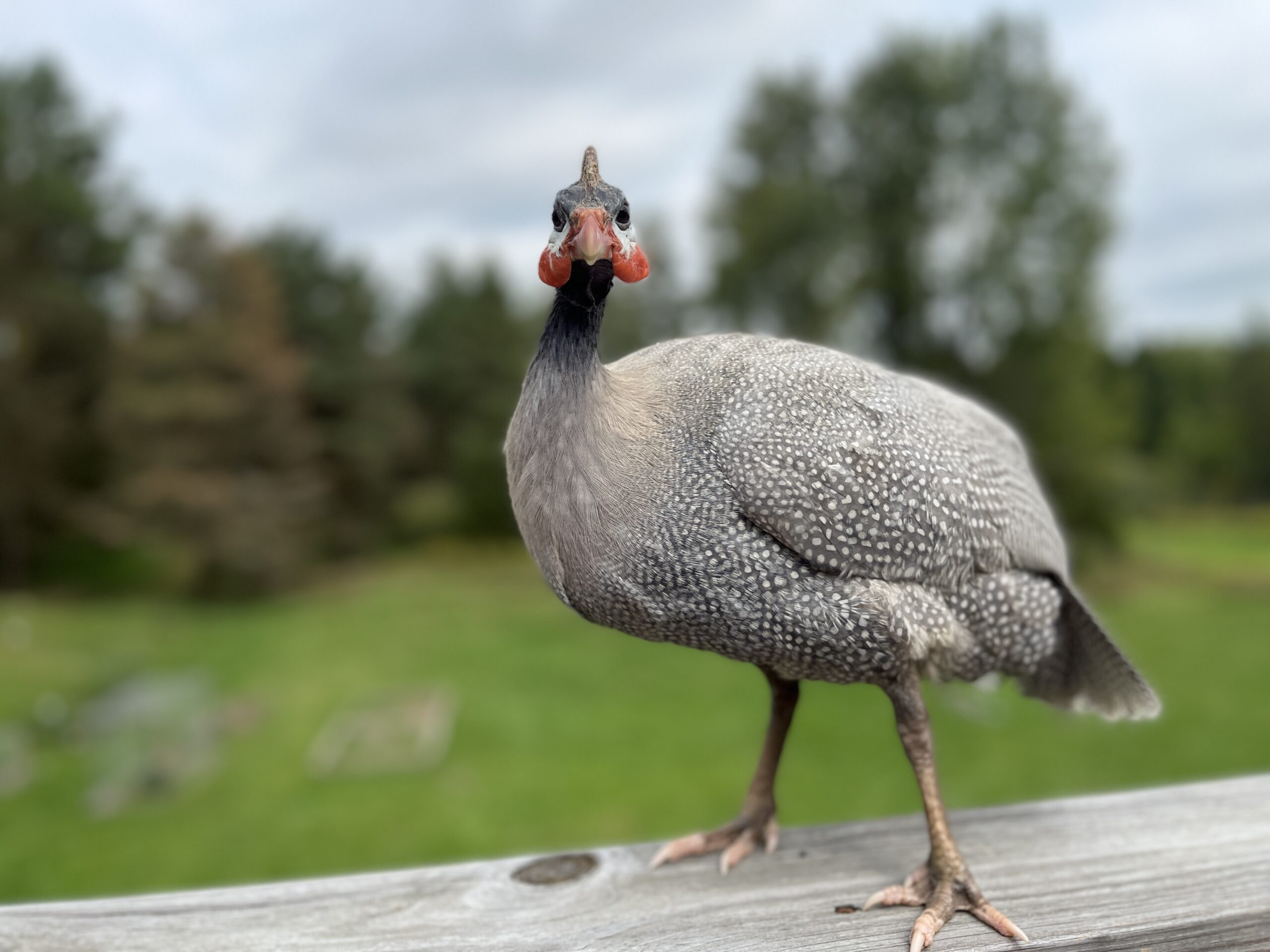 Guinea Fowl • Insteading