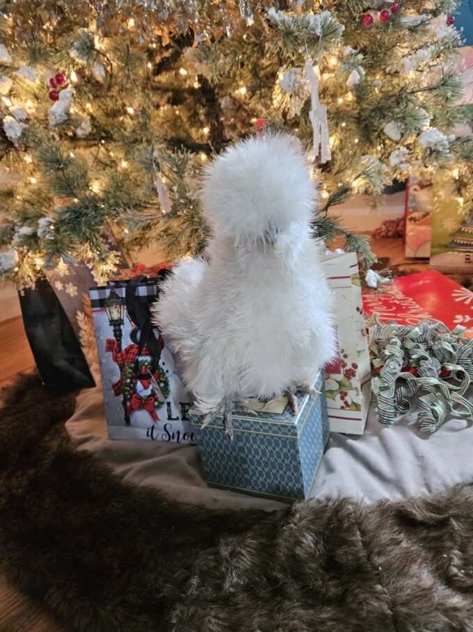 White Silkie Bantam - Image 73