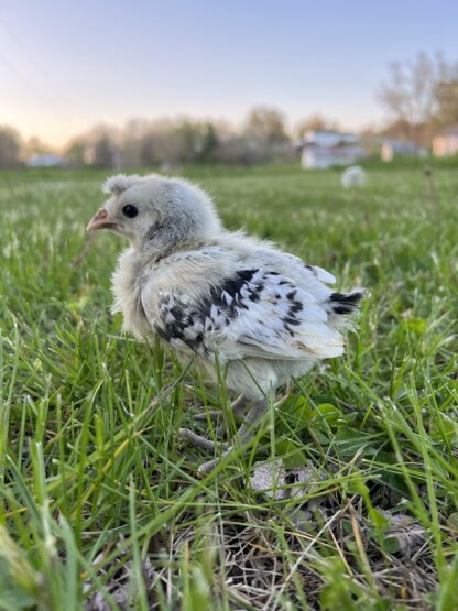 Silver Spangled Appenzeller Spitzhauben Chicken