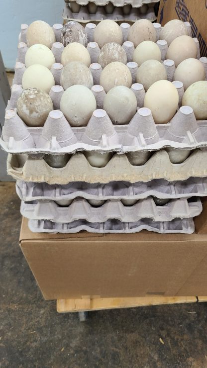 Ancona duck Eggs
