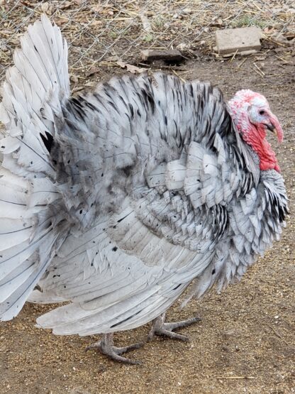 Blue Slate Turkey