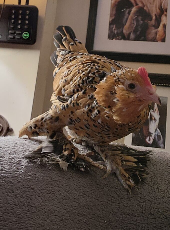 Mille Fleur d'Uccle Bantam - Image 43