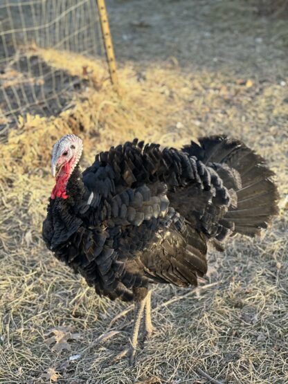 Black Spanish Turkey