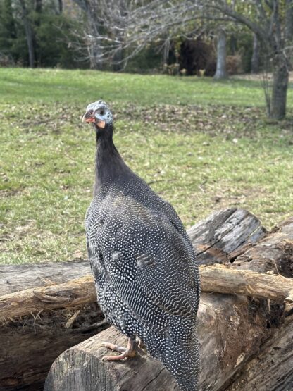 Pearl Grey Guinea