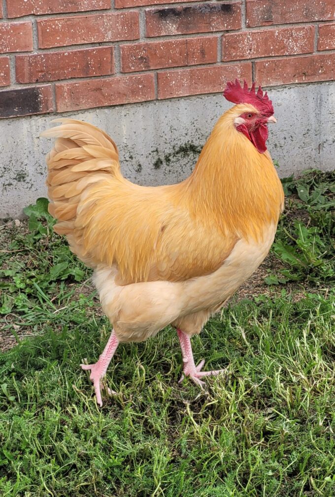 Buff Orpington Chicken - Image 43