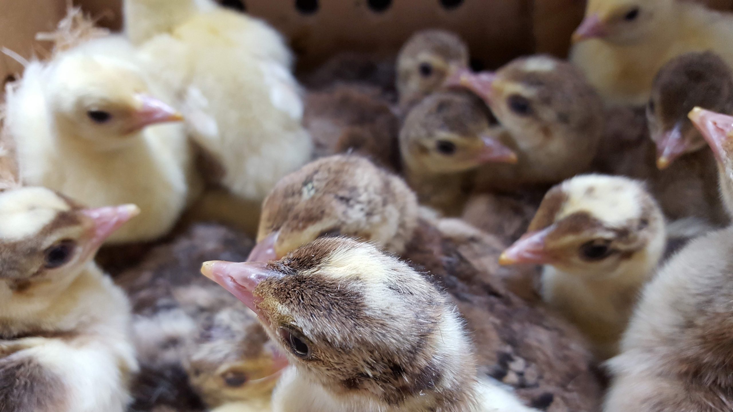 peacock chicks