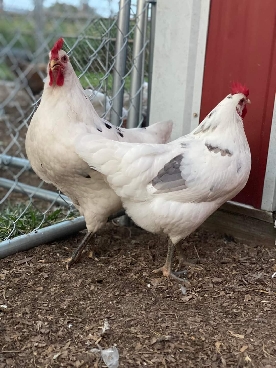 Austra White - White Egg Laying Chickens for Sale