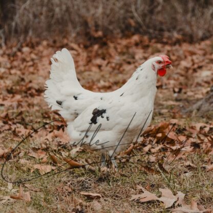 Austra White Chicken - Image 2