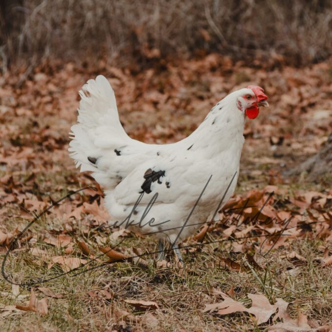 Austra White Female