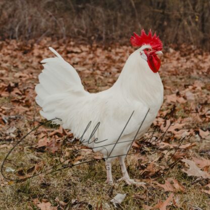 Austra White Chicken