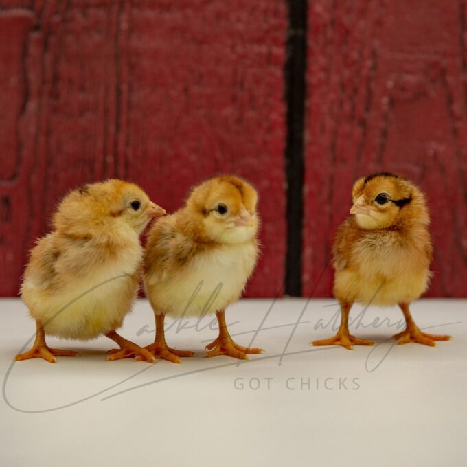 B.B. Red Aseel Chicks