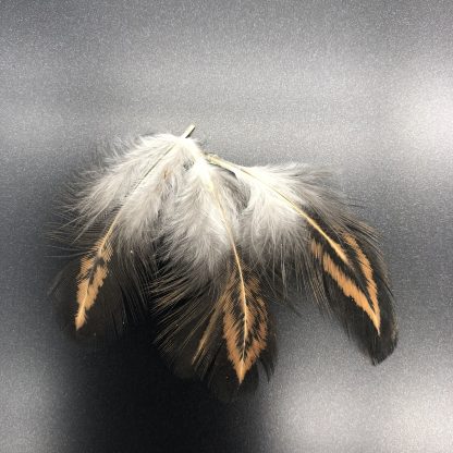 Barnvelder Feathers