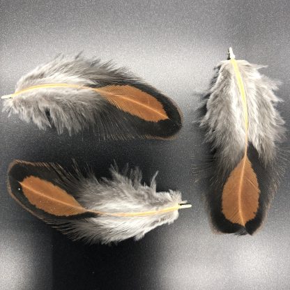 Black Laced Red Wyandotte Feathers