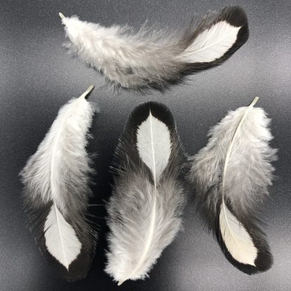 Black Laced Silver Wyandotte Feathers