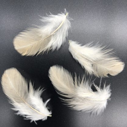 BLACK TAILED BUFF JAPANESE BANTAM FEATHERS