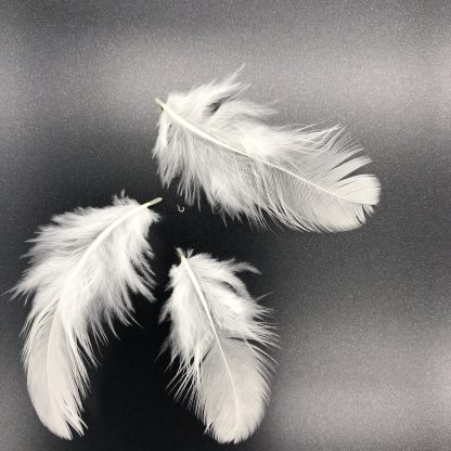 BLACK TAILED WHITE JAPANESE BANTAM FEATHERS