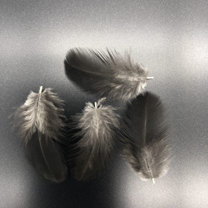 Black Wyandotte Bantam Feathers